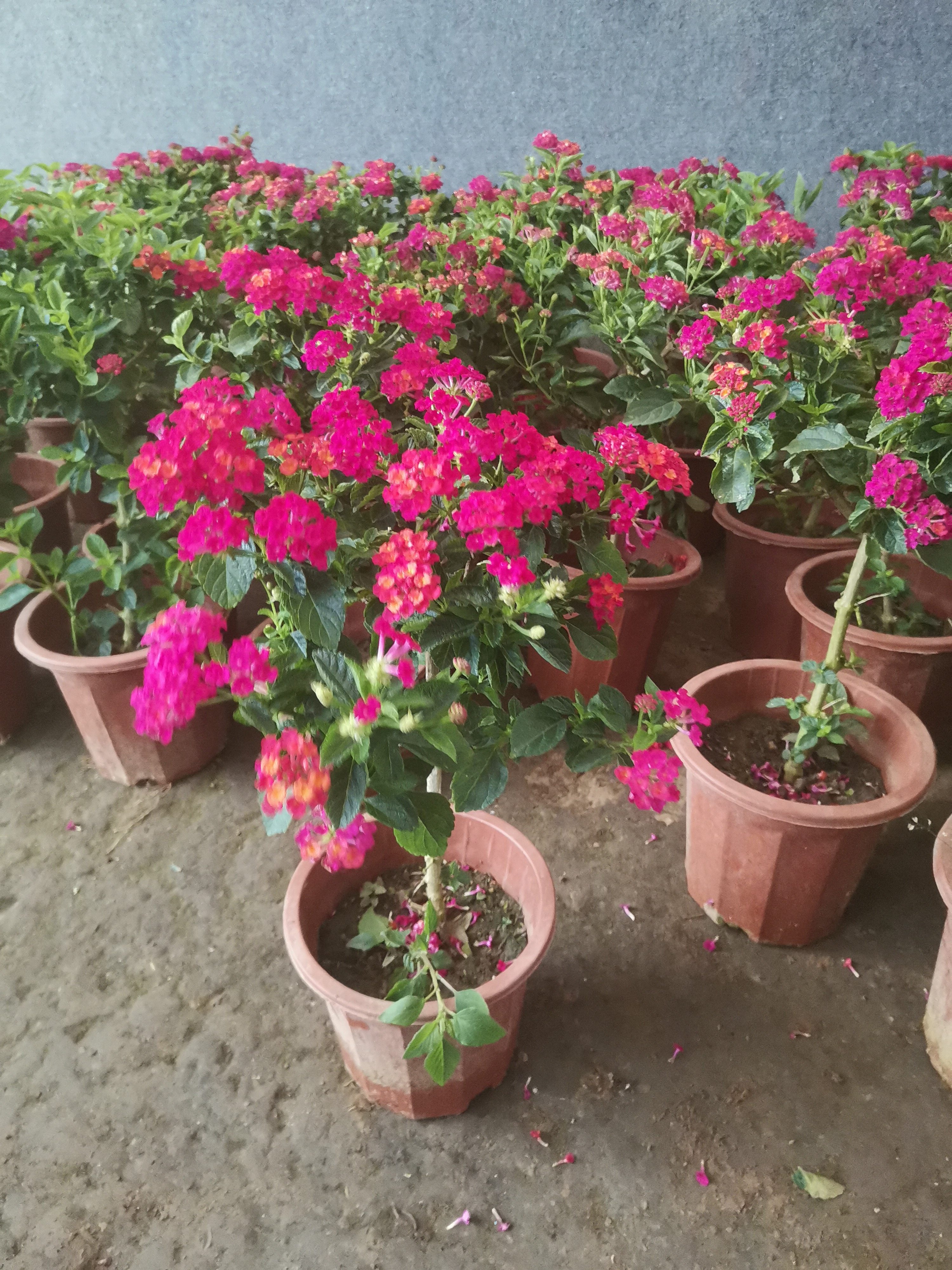 独杆五色梅变色梅四季开花带花苞发货观赏花卉绿植盆栽五彩梅花卉