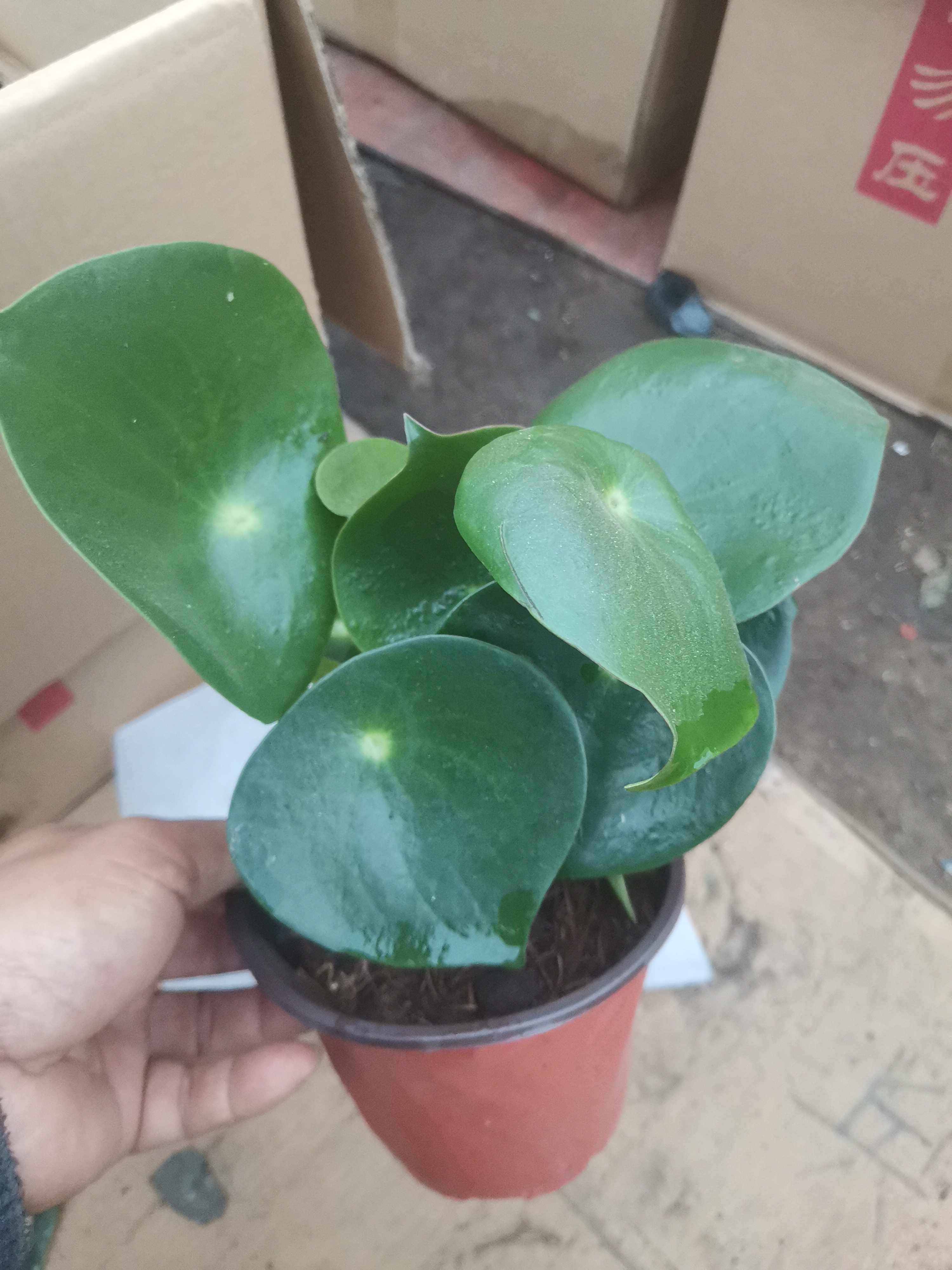 稀有品种荷叶碧玉盆栽豆瓣绿盆栽办公室桌面招财镇宅绿色观叶植物