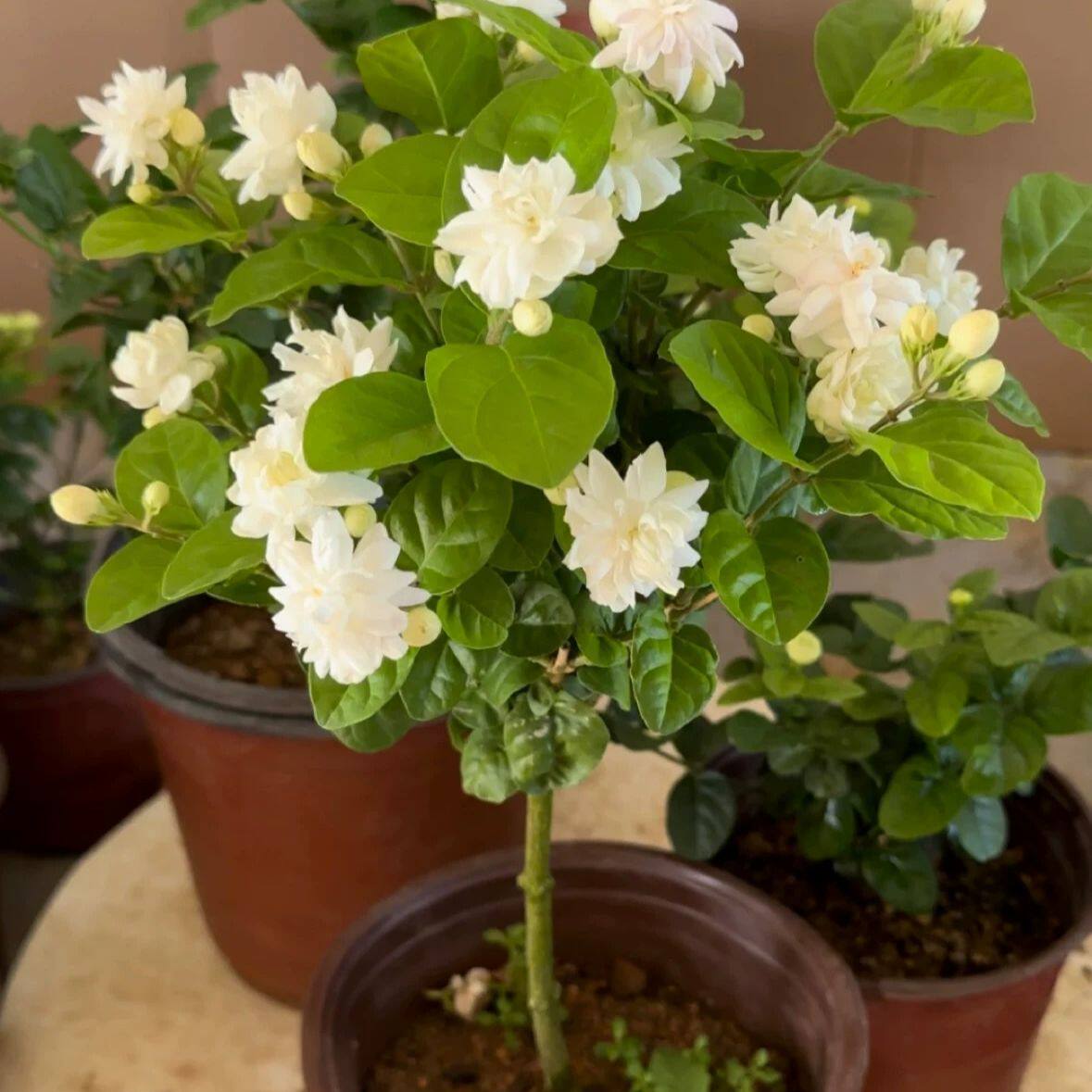 正宗菊花茉莉花苗盆栽巴西菊花茉莉室内花卉植物开花浓香阳台庭院