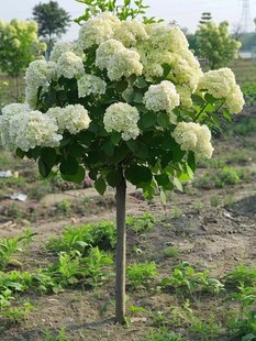 中华木绣球麻叶木本绣球庭院花园四季风景树室外耐寒植物多体开花