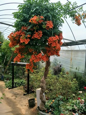 大花凌霄花爬藤植物树状凌霄花苗