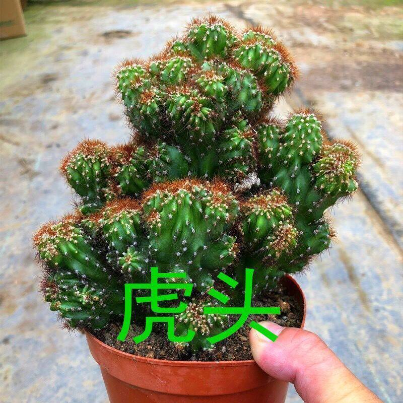虎头山影仙人掌仙人罗汉类沙生盆栽多肉办公室防辐射植物室内懒人