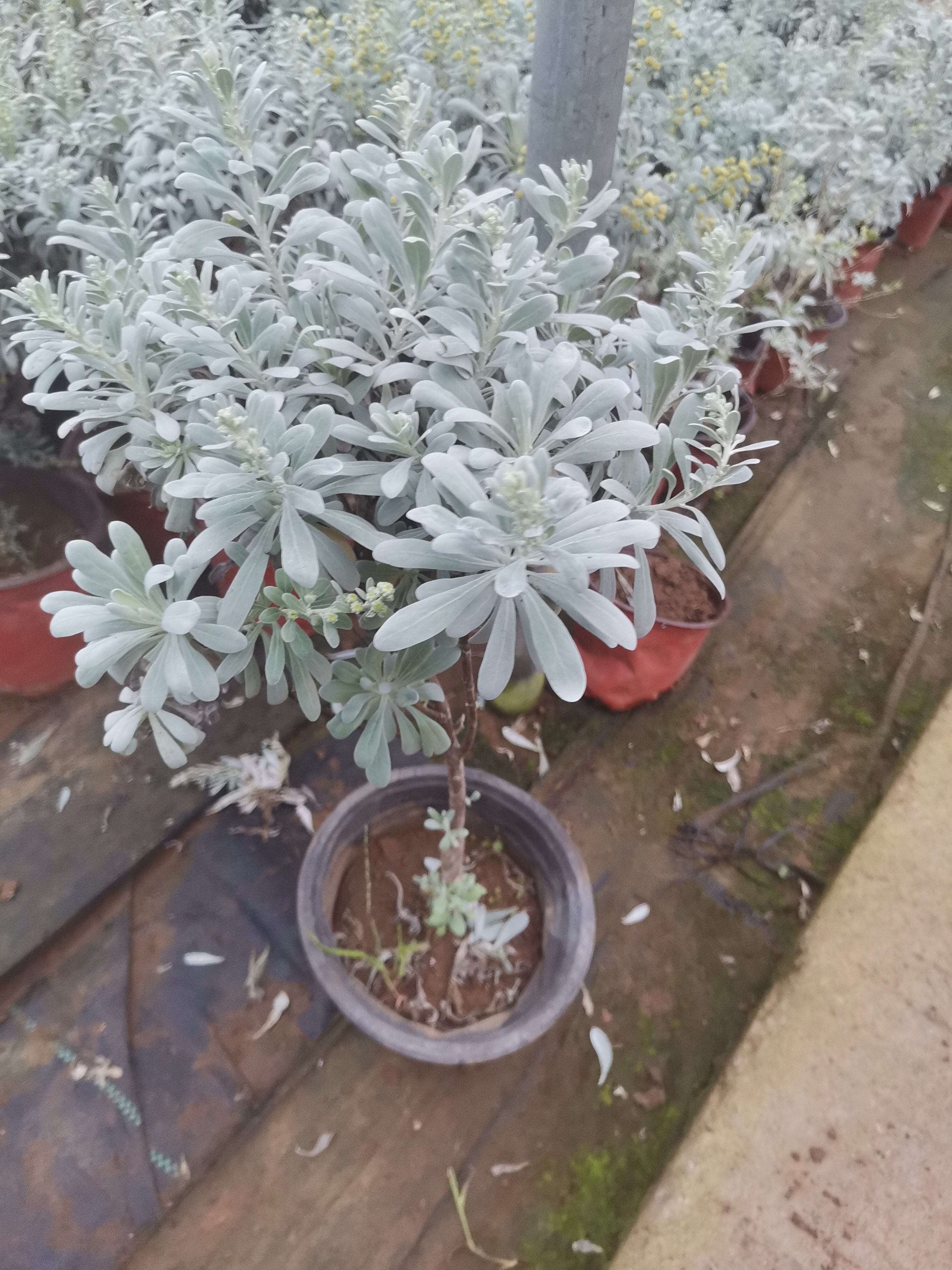 芙蓉菊独杆老桩雪艾盆栽带花苞多年生耐寒耐热庭院好种好活植物