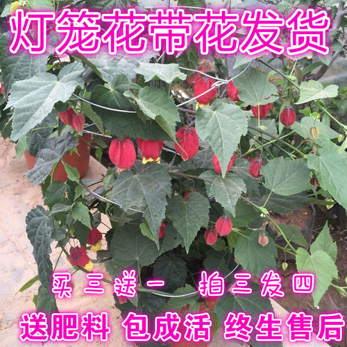 灯笼花倒挂金钟四季爬藤植物