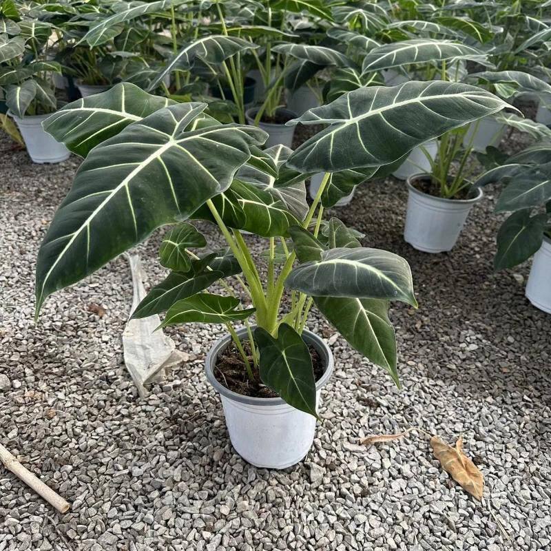 绿天鹅海芋天鹅绒叶稀有特级进口室内阳台高颜值热植入门绿植盆栽