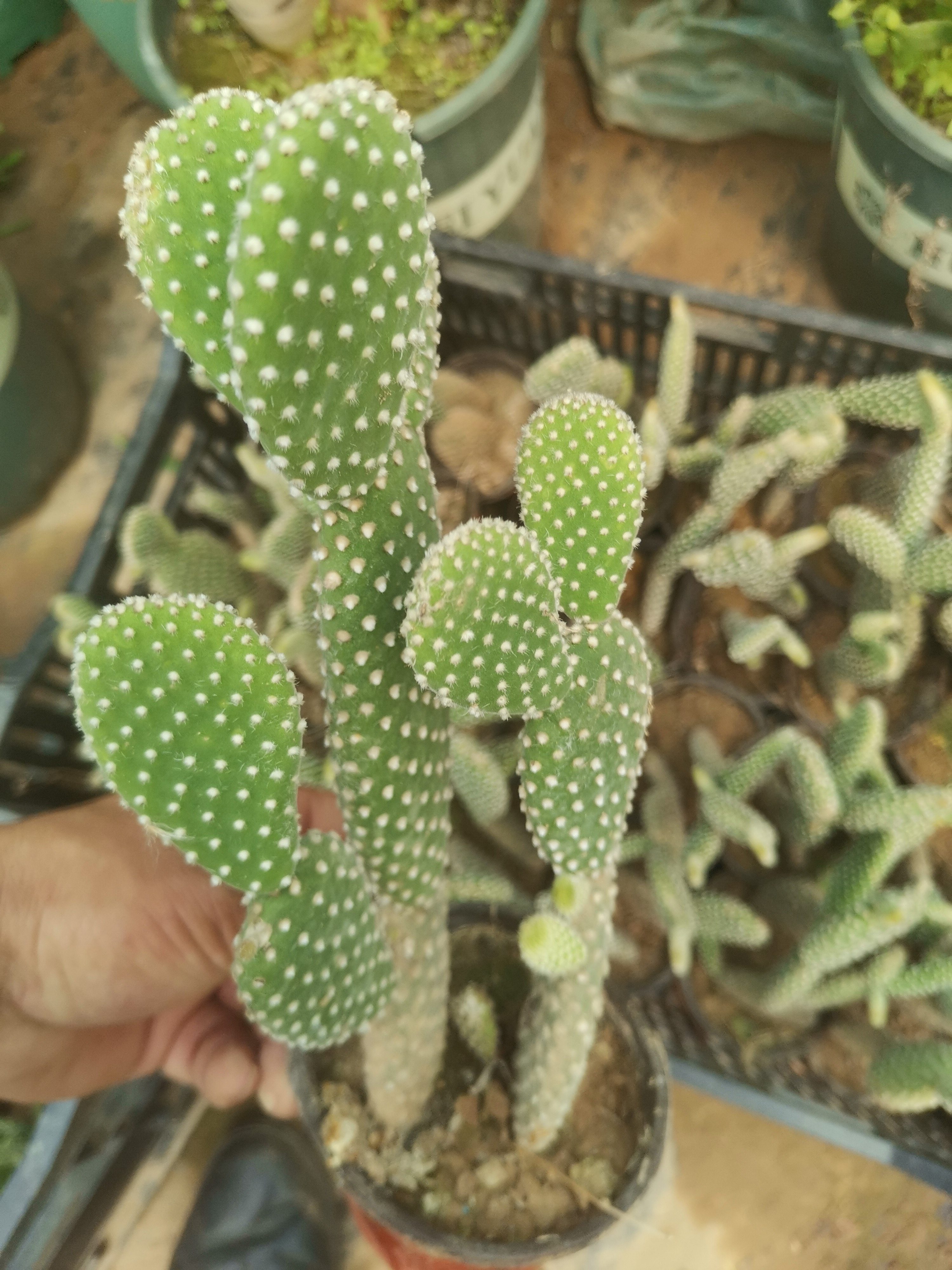 黄毛掌白毛掌仙人掌盆栽多肉好养活绿植阳台庭院耐旱办公室兔耳朵