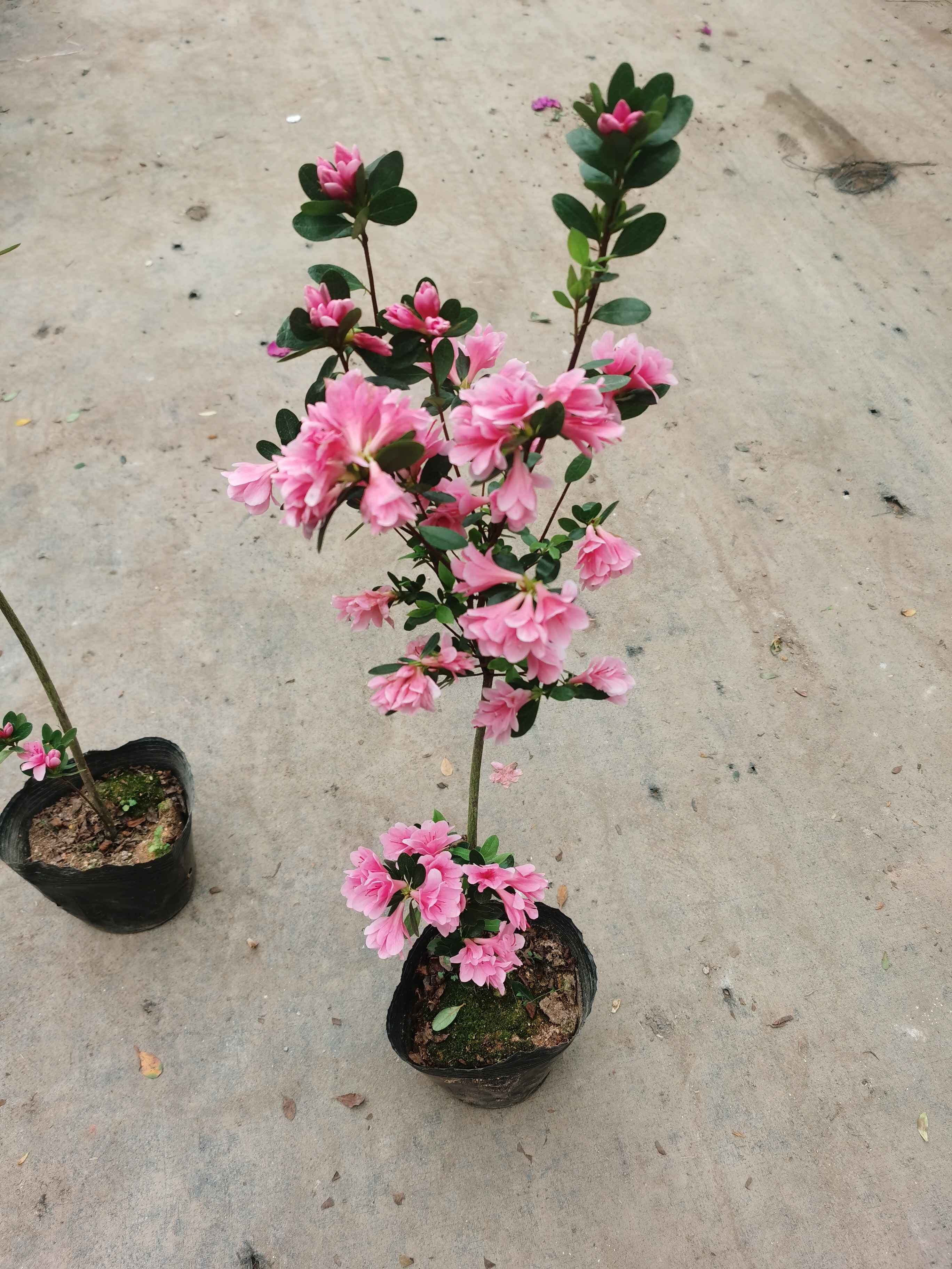 高杆杜鹃花粉腊皮盆栽绿植物室外庭院花卉独杆杜鹃树苗造型盆景