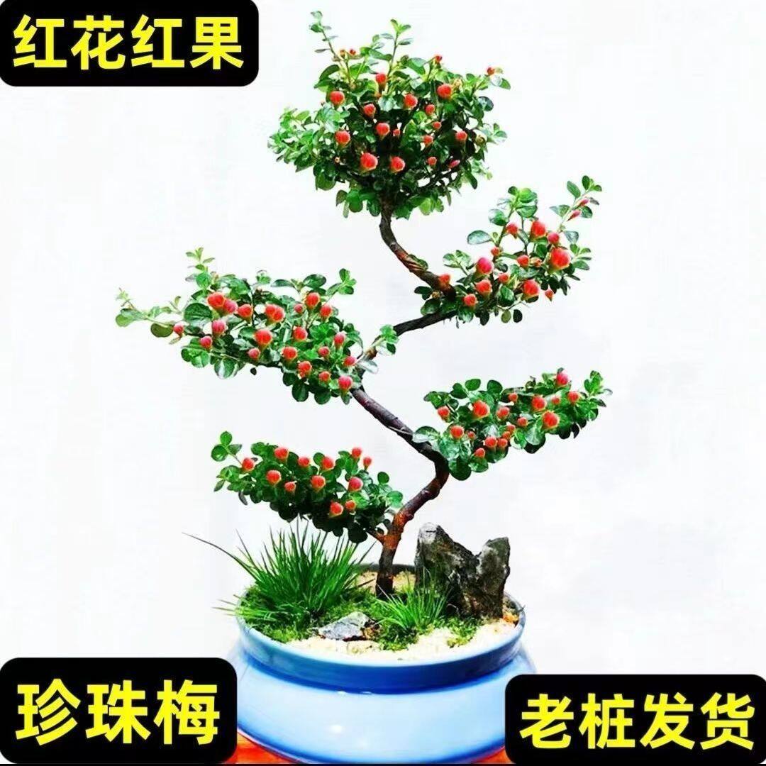 珍珠梅盆栽红花荀子相思梅花S型造型盆景耐热耐寒花卉好养活老桩