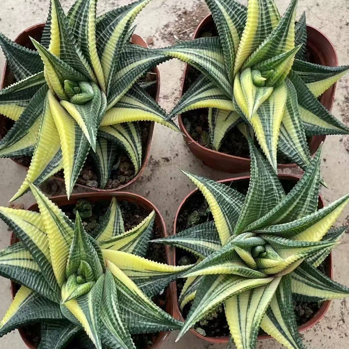 多肉植物琉璃殿锦金城锦硬叶十二卷玻璃殿植物花卉盆栽基地直销