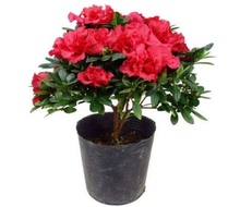 五宝杜鹃花苗盆栽带花苞四季开花不断室内花卉绿植植物大棵好养活