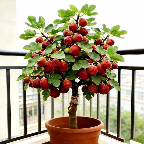 独杆无花果苗原土带叶无花果树苗耐寒盆栽地栽南北方种植当年结果