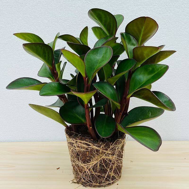 紫边碧玉盆栽四季常青室内红叶金钻绿植花卉净化室内空气观叶植物