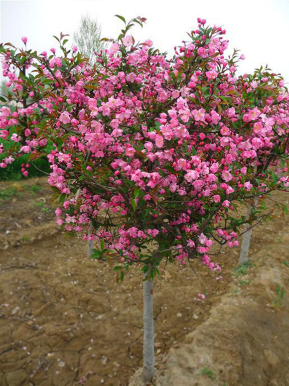 植物西府海棠庭院四季栽种