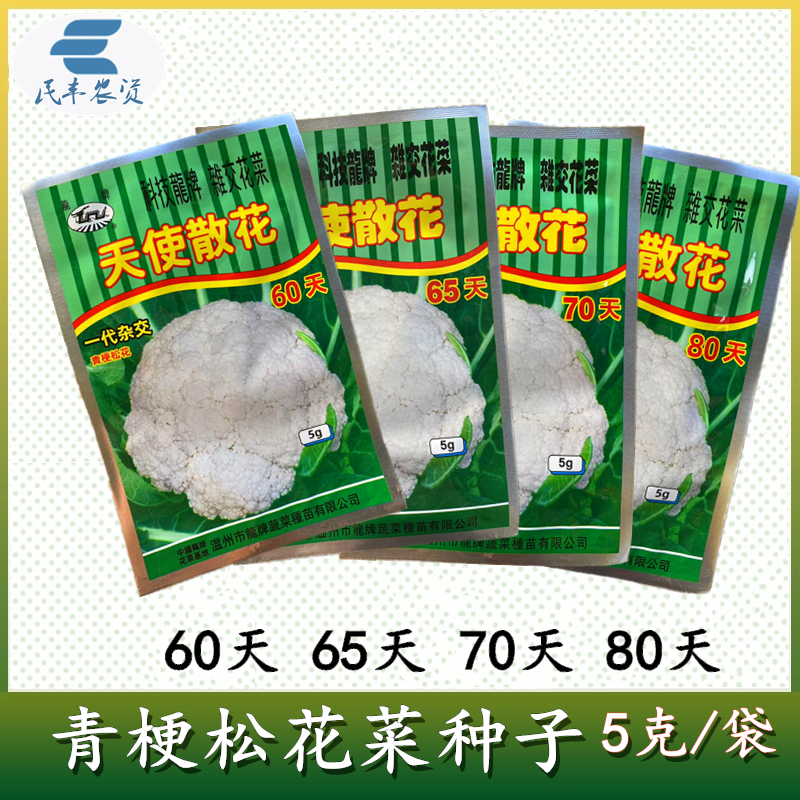 龙牌天使散花菜花种子