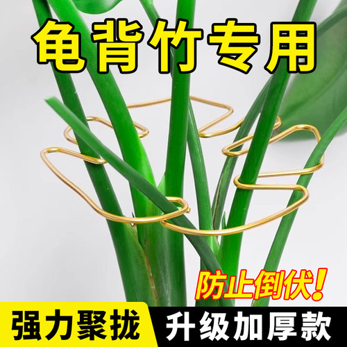 龟背竹支撑杆植物花的固定支撑架防倒伏支架绿植固定神器卡扣花卉