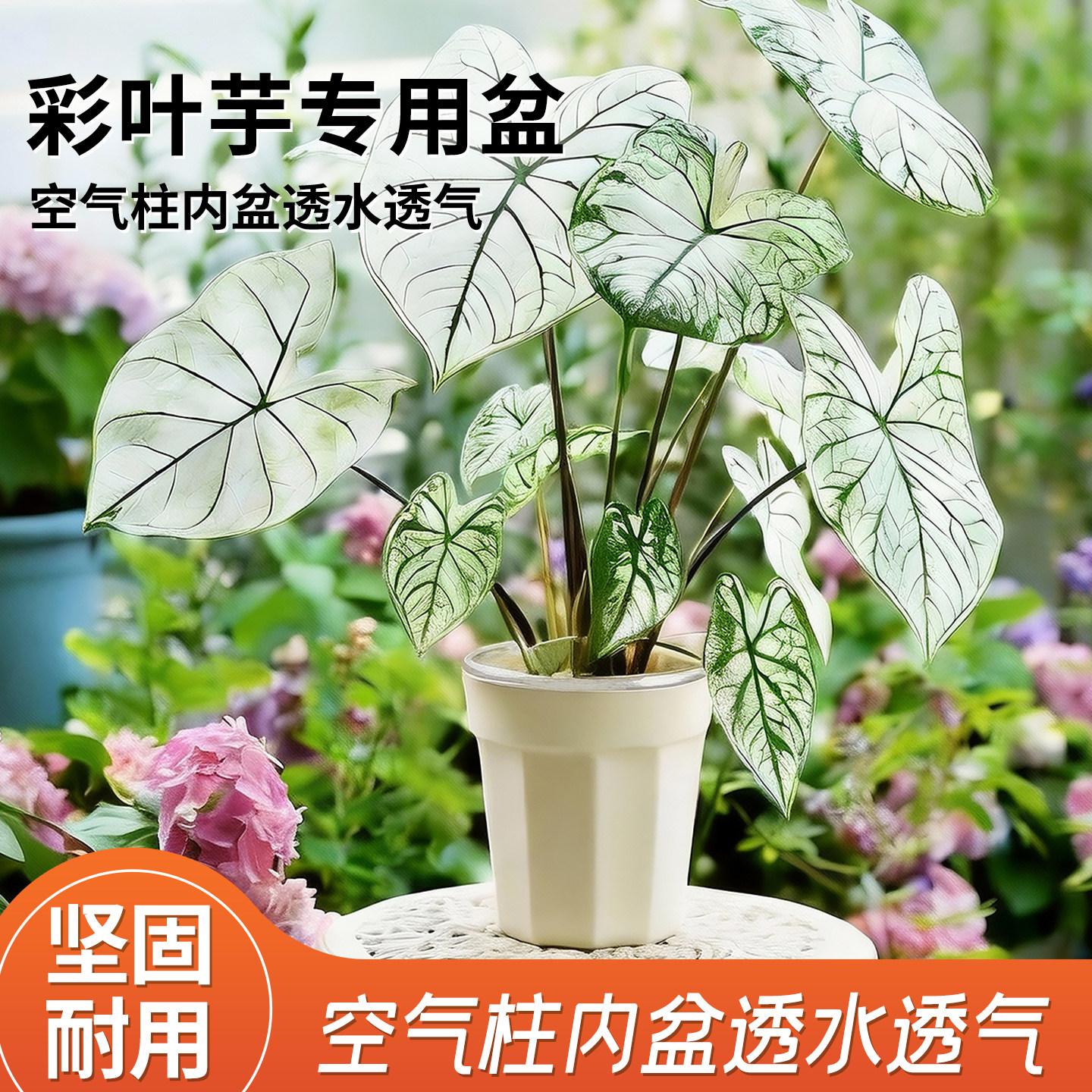 彩叶芋花盆自吸水懒人专用双层加厚树脂土培水培套盆月季绣球花盆