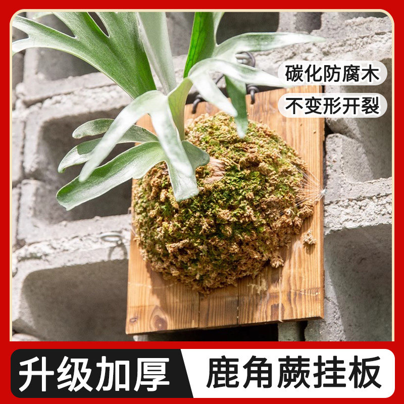 鹿角蕨上板鹿角蕨碳化板鹿角蕨挂板鹿角蕨板植挂板鹿角蕨定值板图片