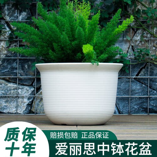 爱丽思正品保证破损包赔绿萝加厚