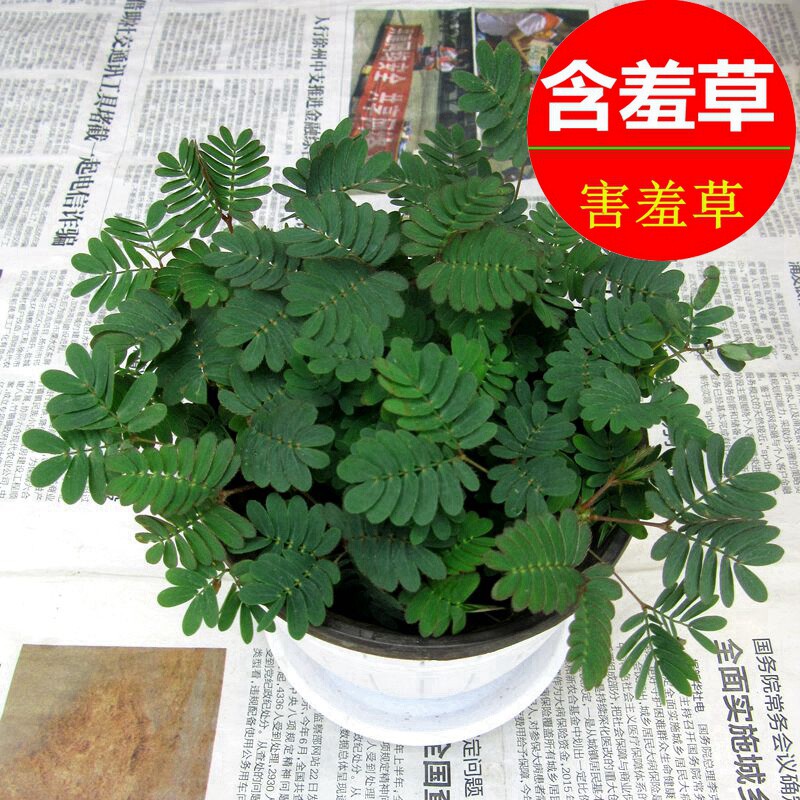 含羞草盆栽苗办公室内桌面老桩窗台水培儿童趣味小植物花卉害羞草