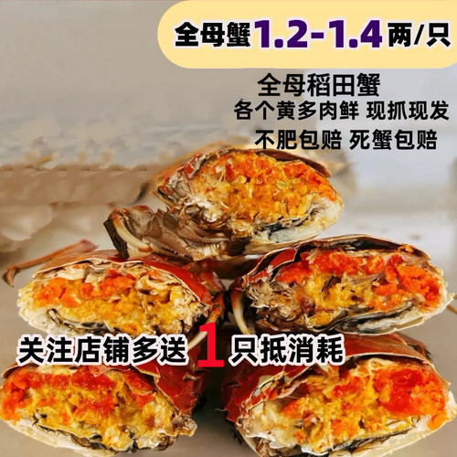 盘锦河蟹活蟹稻田蟹保肥水产大闸蟹鲜活醉蟹现货20全母手提礼盒