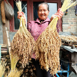 贵州特产黎平香禾糯米从江圆粒糯米25年新米糯谷稻穗真稻谷带壳