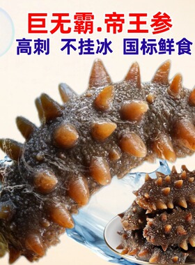 帝王参大连海参鲜蒸野生海参鲜活孕妇刺参辽参鲜食淡干即速食礼盒