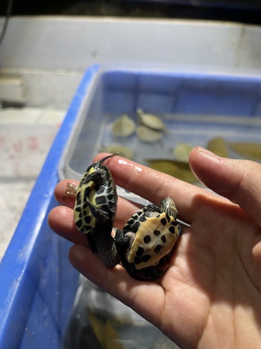 黑杂2个元