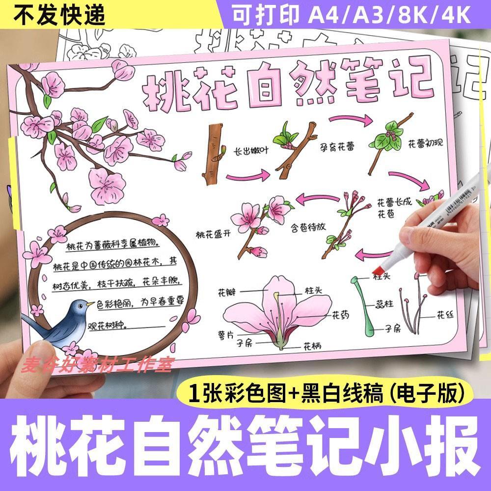 桃花自然笔记手抄报电子模板 植物生长观察日记生长记录小报线稿