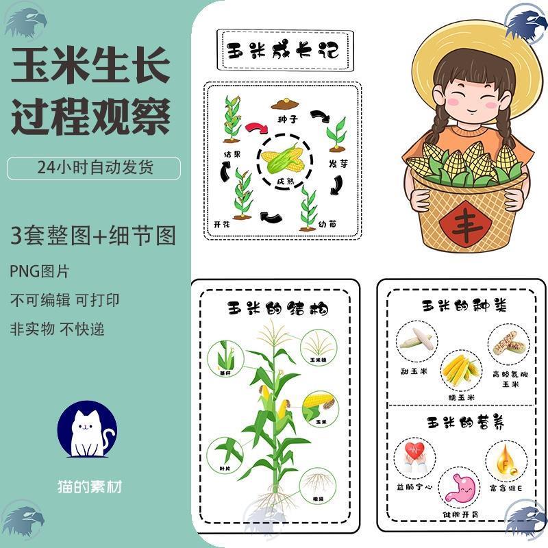 A42幼儿园植物角自然角玉米成长记录过程电子版玉米成长电子素材