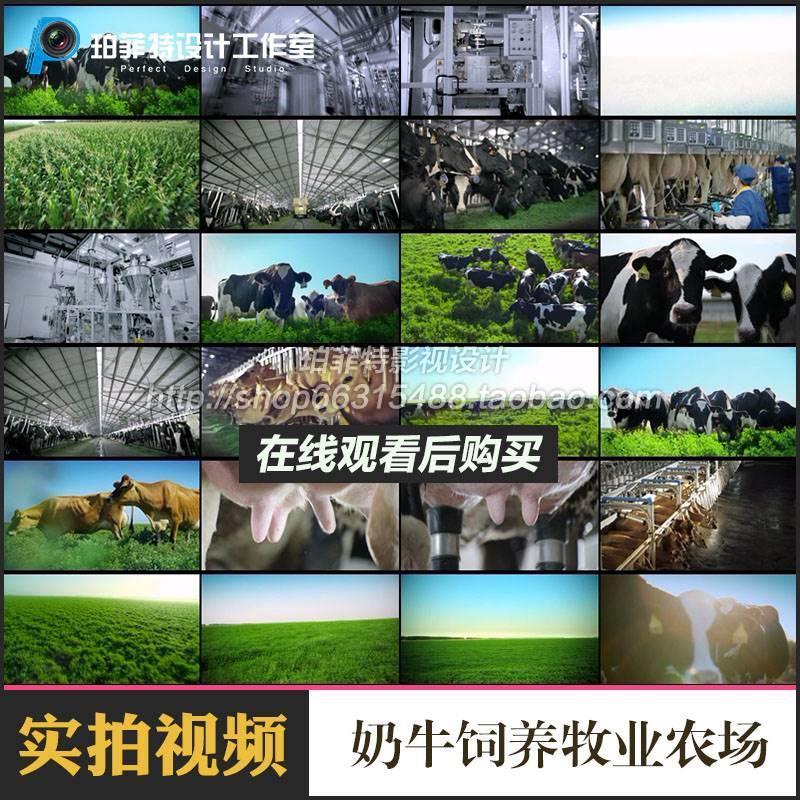 实拍视频奶牛饲养养牛场视频素材牧场饲料挤奶牧业农场高清视频