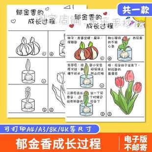 郁金香成长过程手抄报模板电子版 植物花朵生长观察自然笔记录小报