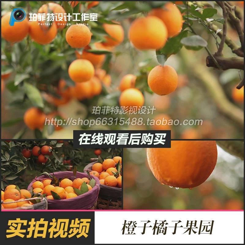 实拍果园果林果树种植橘子橙子甜橙脐橙采摘丰收绿色健康视频素材