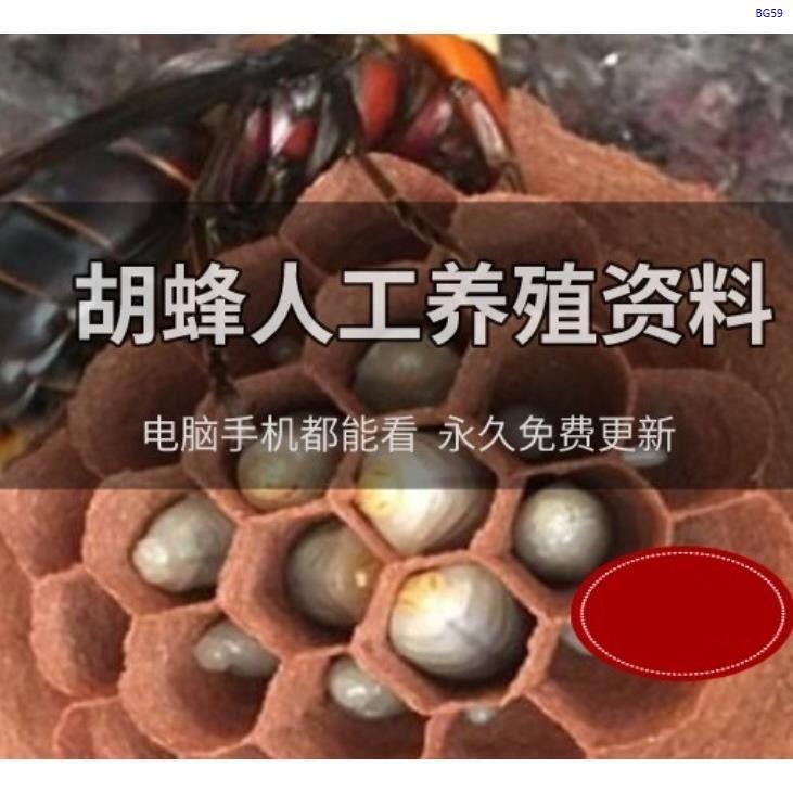 胡蜂养殖技术资料视频黑蜂黄蜂黑盾怎样养胡蜂人工饲养方法大全
