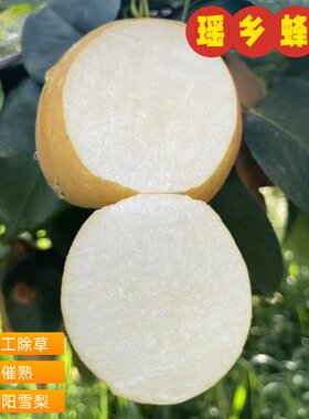 灌阳雪梨新鲜桂林特产