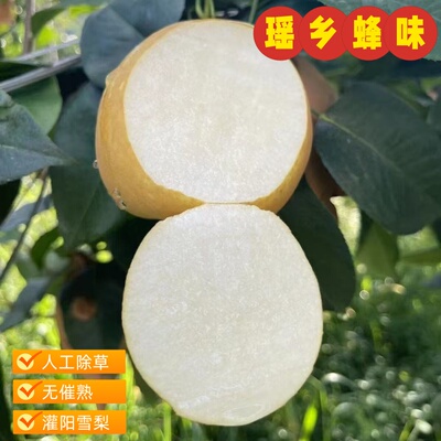 灌阳雪梨新鲜桂林特产
