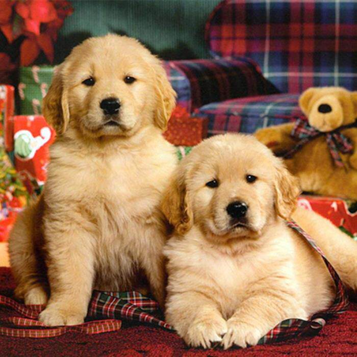 金毛犬幼犬大型犬金毛犬幼崽宠物活体纯种寻回犬(视频挑选)