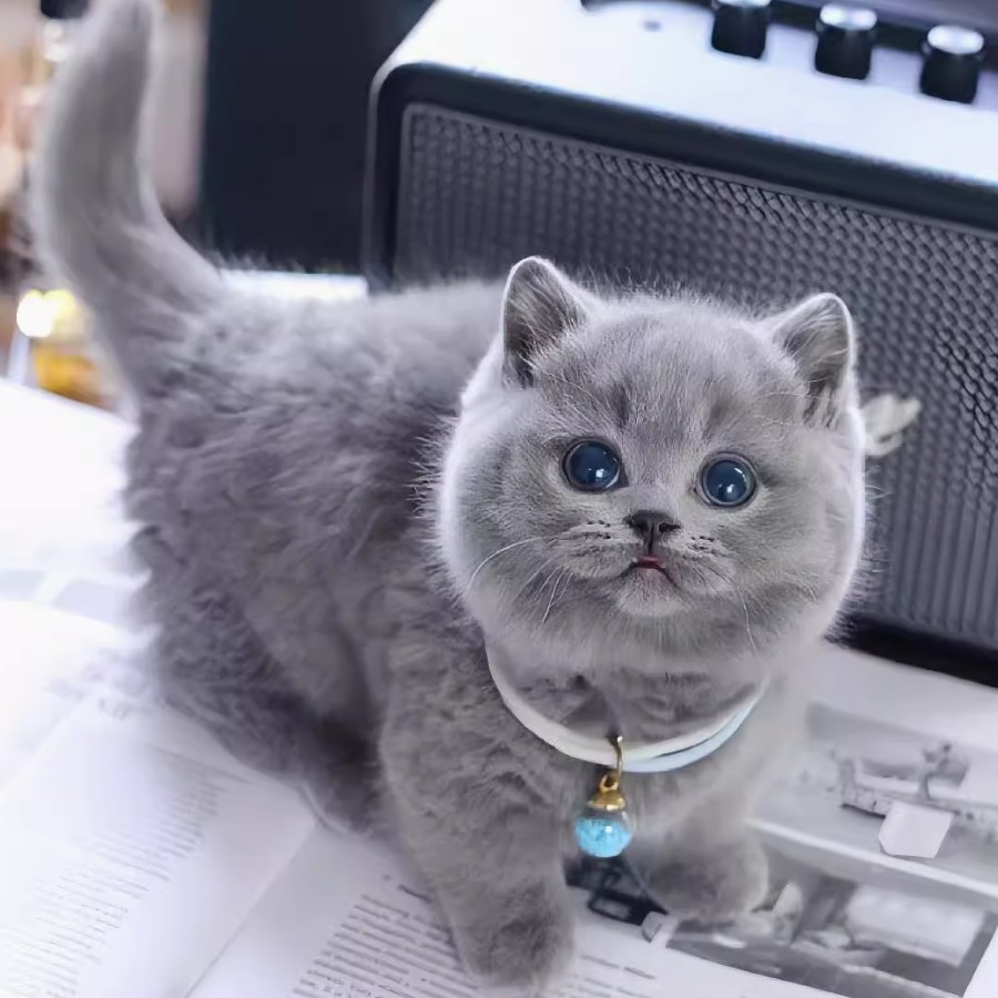 英短蓝猫幼崽猫咪活体宠物小奶猫矮脚纯种长短毛猫（视频挑选）