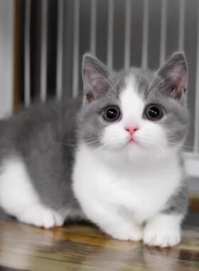 英短蓝白幼崽猫咪活体宠物小奶猫矮脚纯种长短毛猫（预付款定金）