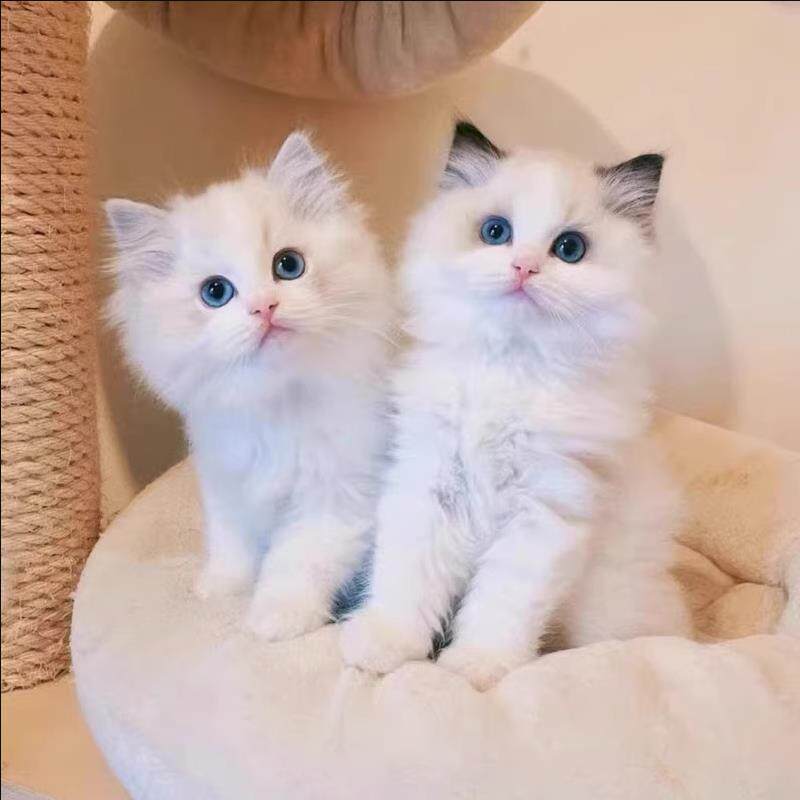 布偶猫幼崽猫咪活体宠物布偶猫小奶猫纯种高品质（视频挑选）