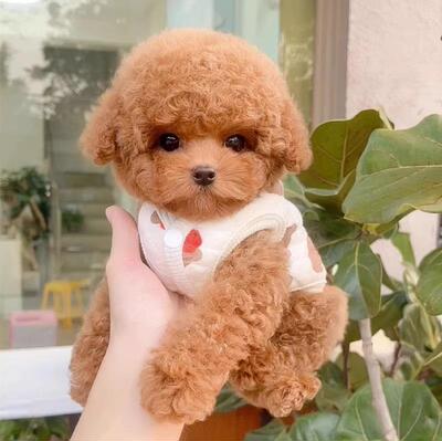 泰迪幼犬小型犬泰迪幼崽纯种宠物狗狗活体高品质（视频挑选）
