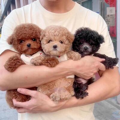 泰迪幼犬小型犬泰迪幼崽纯种宠物狗狗活体高品质（视频挑选）