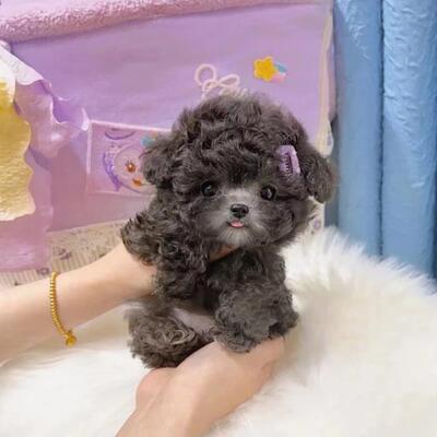 泰迪幼犬小型犬泰迪幼崽纯种宠物狗狗活体高品质（视频挑选为准）