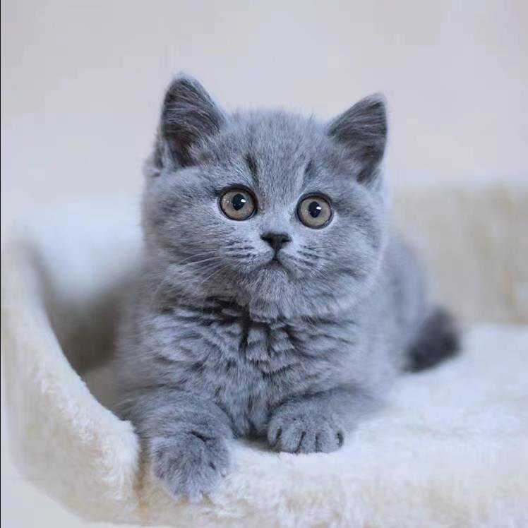 英短蓝猫幼崽猫咪活体英短蓝猫小奶猫纯种高品质（视频挑选）