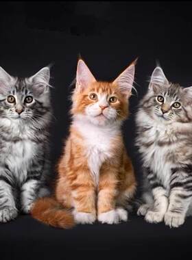 缅因猫幼崽猫咪活体宠物缅因猫小奶猫纯种高品质（视频挑选）