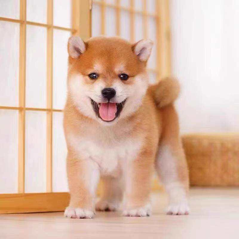 柴犬幼犬小型犬柴犬幼崽纯种宠物狗狗活体高品质(预付款定金)