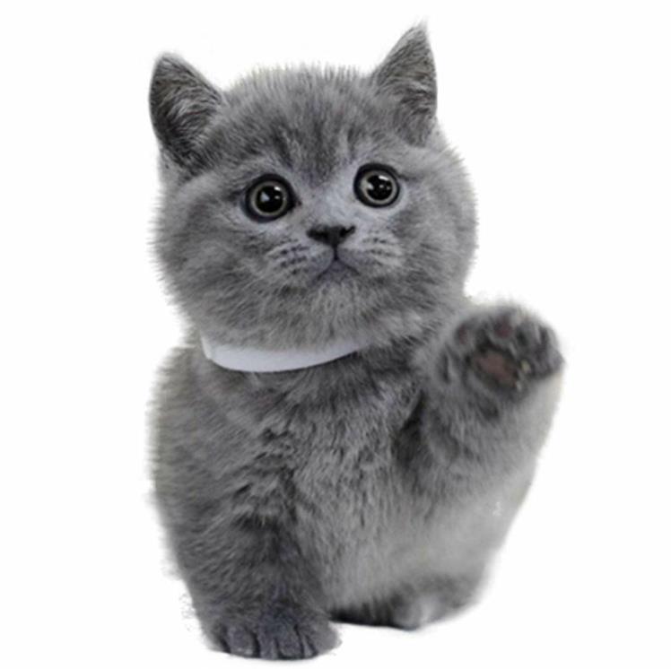 英短蓝猫幼崽猫咪活体英短蓝猫小奶猫纯种高品质（视频挑选）