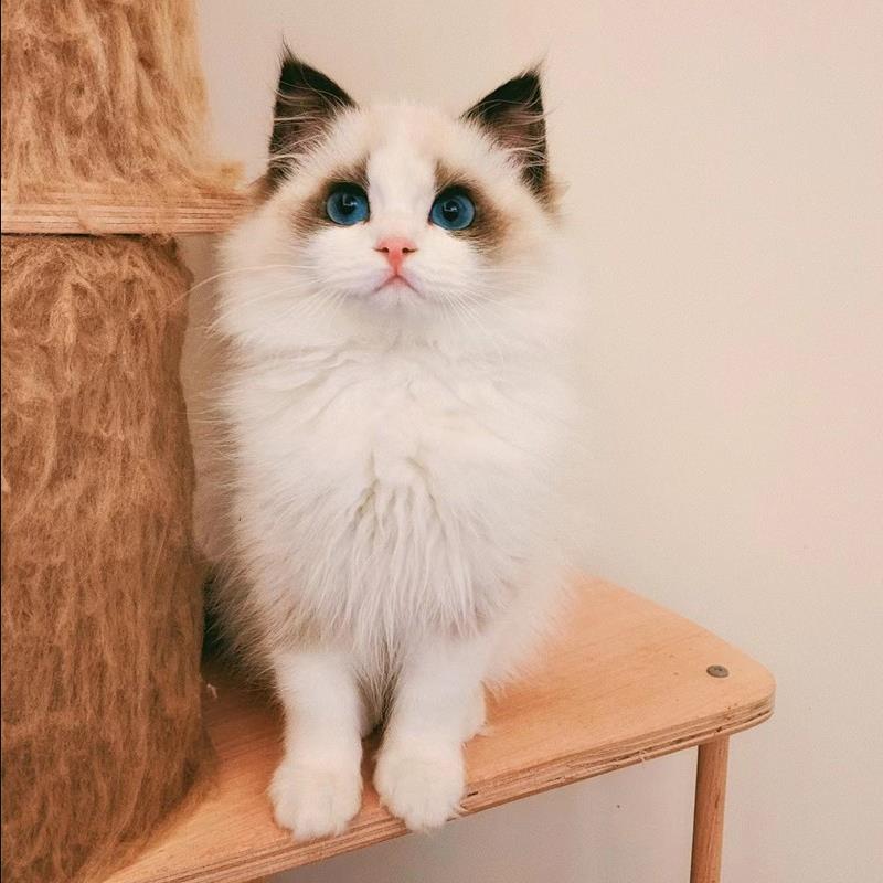 布偶猫幼崽猫咪活体宠物布偶猫小奶猫纯种高品质（视频挑选）