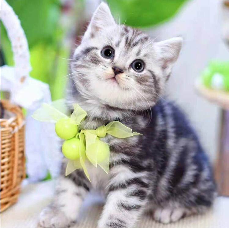 美短虎斑猫幼崽猫咪活体宠物美短虎斑纯种高品质（视频挑选）