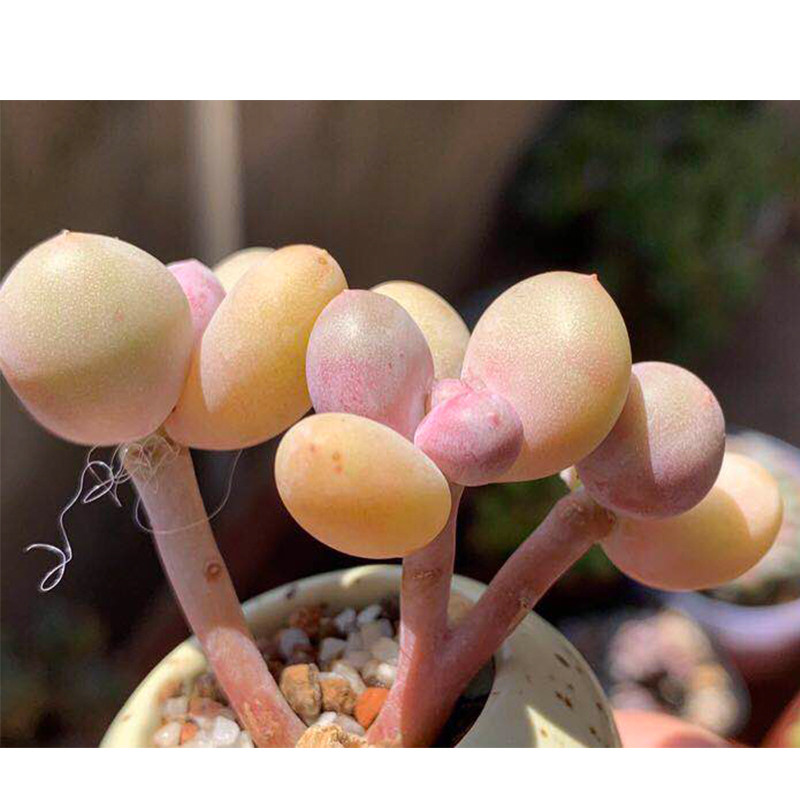 蛋黄奶酪芭比奶酪多肉植物稀有品种罕见多肉进口多肉一物一拍