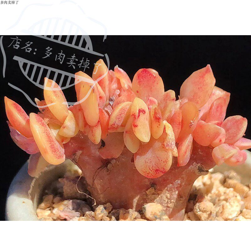 碧桃缀化精品多肉盆栽多肉多肉组合老桩多肉稀有多肉贵货多肉